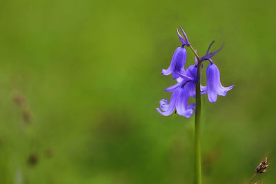 Close-up of purple flowering plant