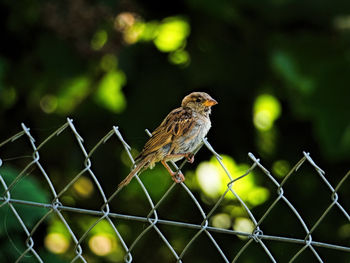 Bird perching on chainlink fence