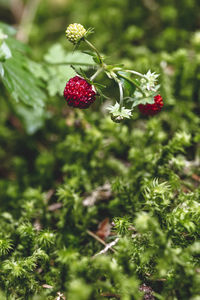 Close-up of red berries on plant