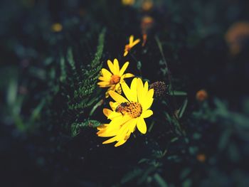 Close-up of yellow flowering plant