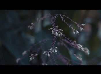 Close-up of plant against blurred background