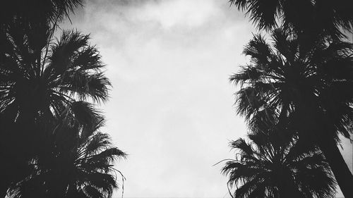 Low angle view of palm trees against sky