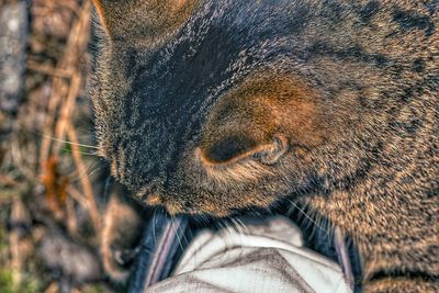 Close-up of cat