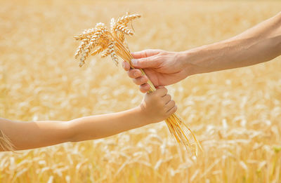 Cropped hand of woman holding yellow flower