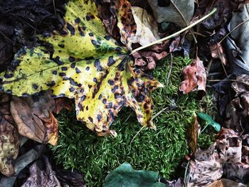Close-up of autumn leaves