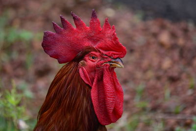 Close-up of rooster