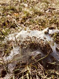 High angle view of crab on field