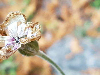 Close-up of flower against blurred background