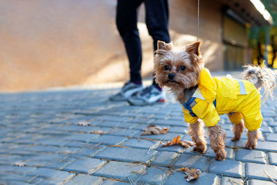 Portrait of dog standing on footpath