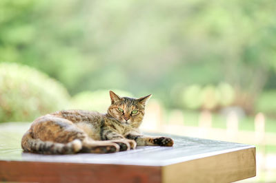 Cat lying down on wooden bench