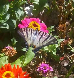 Close-up of butterfly on pink flower