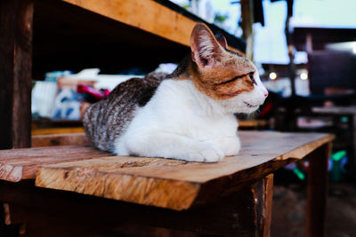 Close-up of a cat on wooden table