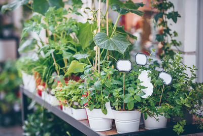 Close-up of potted plants