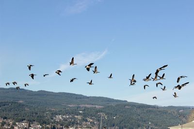 Low angle view of birds flying against sky