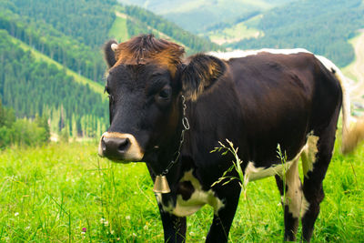 Cow on grassy field