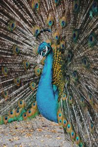 Close-up of peacock