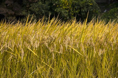 Close-up of wheat growing on field