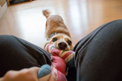 Midsection of person with dog