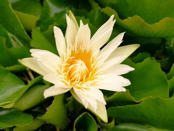 Close-up of white flower blooming outdoors