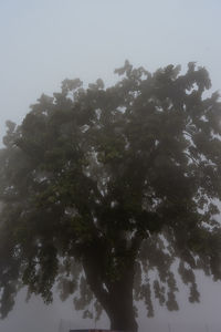 Low angle view of trees against clear sky