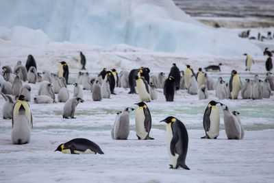 Huge emperor penguin breeding colony in the antrarctica