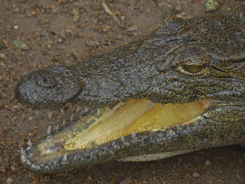 Close-up of crocodile on field