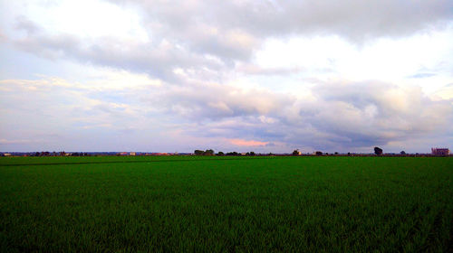 Scenic view of agricultural field against sky