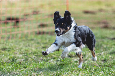 Dog running on field