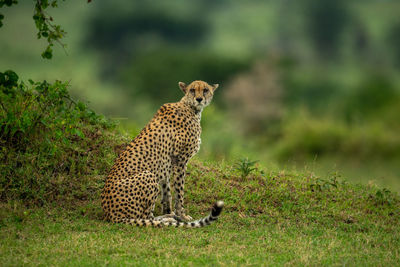 Cheetah sits by grassy bank watching camera