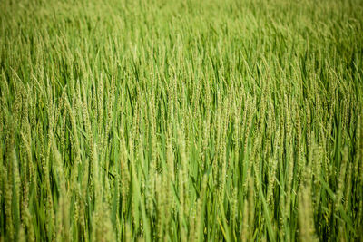 Rice plants in green color covering the entire frame and with shallow depth of field