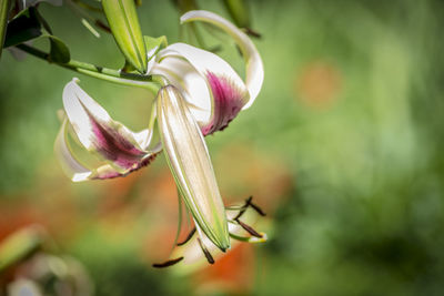 Close-up of flower