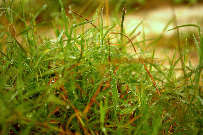 Close-up of grass growing in field