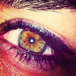 human eye