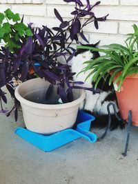 Close-up of potted plant against wall in yard