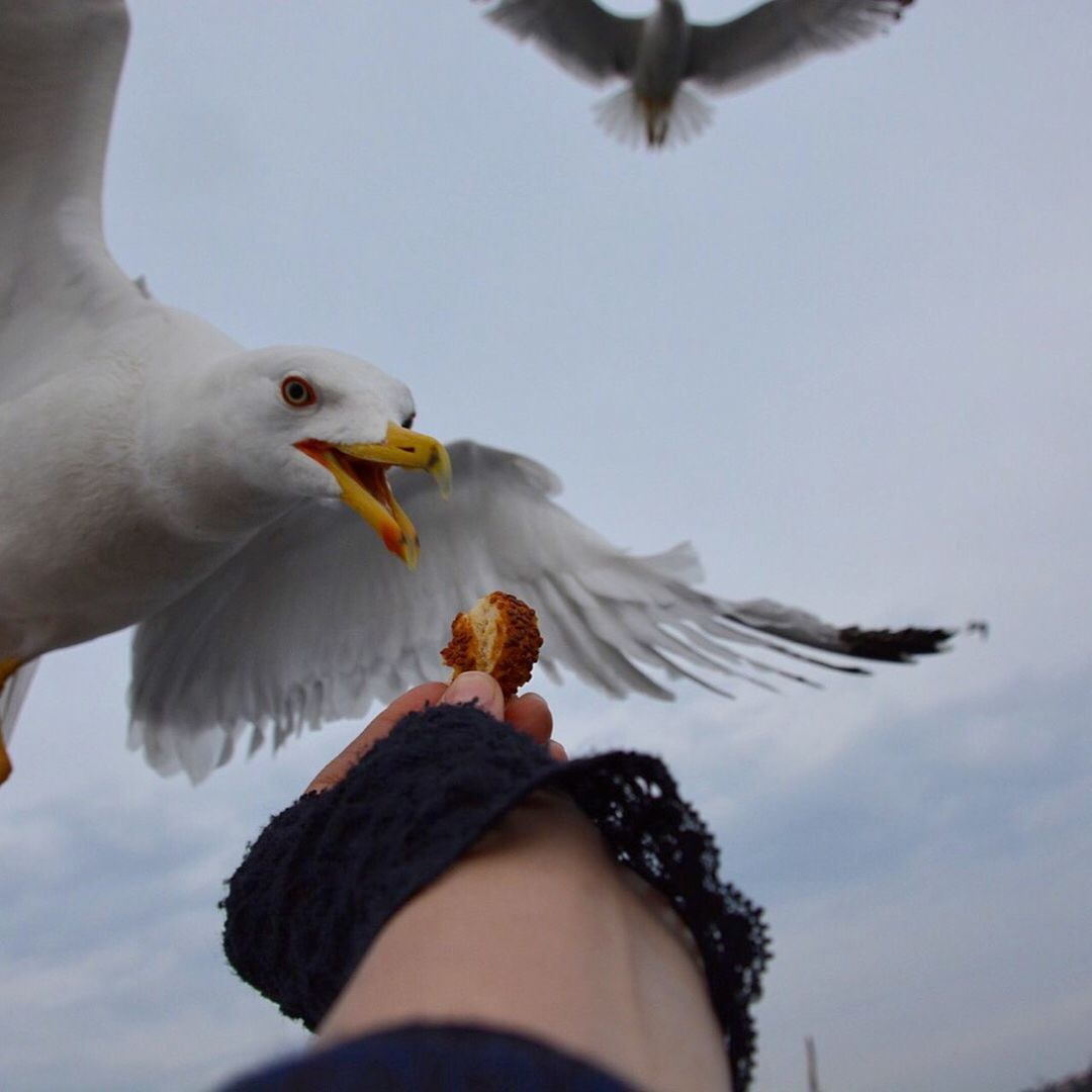 bird, animal themes, one animal, sky, low angle view, animals in the wild, wildlife, lifestyles, flying, leisure activity, spread wings, holding, day, person, focus on foreground, part of, close-up