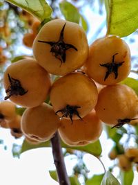 Close-up of fruits on tree