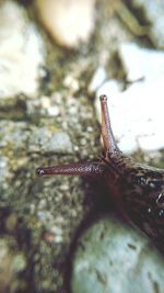 Close-up of starfish on leaf