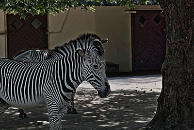 Horse zebra