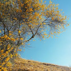 Low angle view of tree against clear blue sky