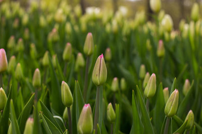 Close-up of flower buds growing on field