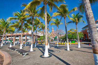 Palm trees in park against blue sky