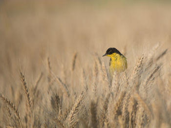 Bird perching on a wheat