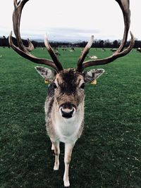 Portrait of deer