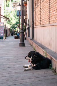 Dog sitting on footpath by street in city