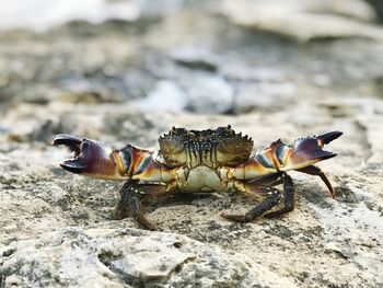 Close-up of insect on rock