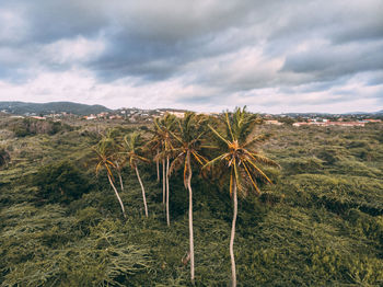 Scenic view of palm trees on field against sky