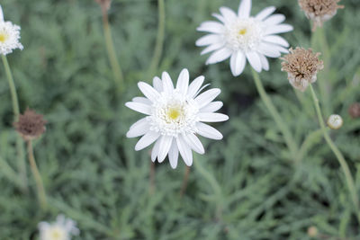 Close-up of white daisy flowers on field