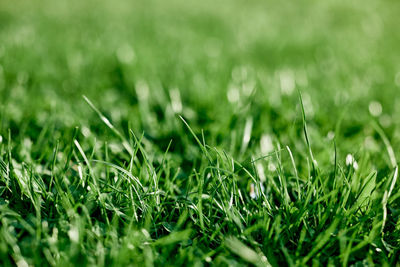 Full frame shot of grass