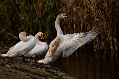 Swans and ducks in lake