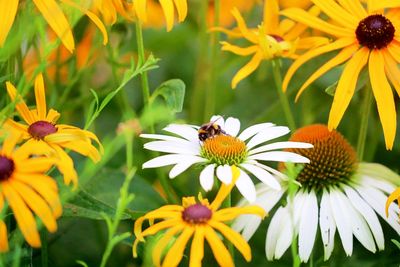 Close-up of bee on yellow flowers